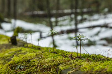 Several young fir trees grow in moss in the forest