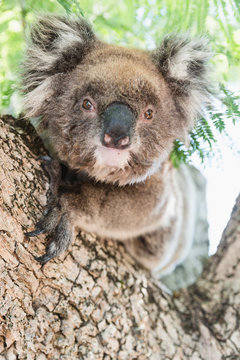 Close up of koala, iconic native Australian marsupial animal on tree