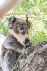 Close up of koala, iconic native Australian marsupial animal on tree