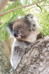 Close up of koala, iconic native Australian marsupial animal on tree