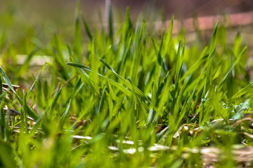 Green grass close-up. Natural background. The first spring grass on the lawn.