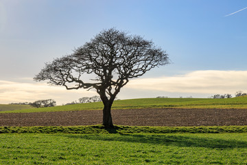 A Tree in Winter