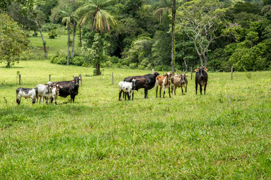 cattle farm montain pecuaria brazil