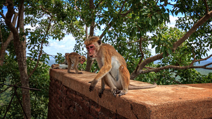 Sigiriya Macaques