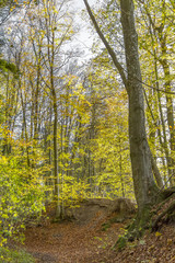 colorful autumn forest
