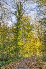 colorful autumn forest