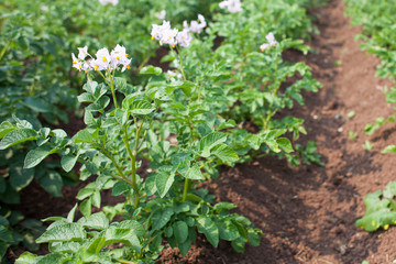 potatoes grow in the ground, flowers blossom