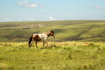 horse in montain national park brazil