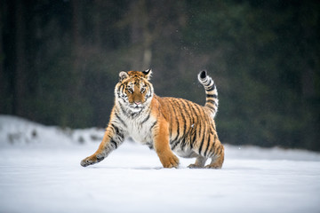 Siberian Tiger in the snow (Panthera tigris) 
