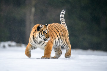 Siberian Tiger in the snow (Panthera tigris) 