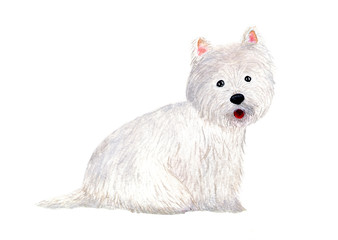 West Highland White Terrier. Dog. Watercolor illustration.