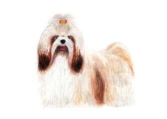 Shih Tzu with long hair. Dog. Grooming care. Watercolor.
