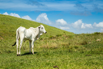 Fototapeta premium cattle farm montain pecuaria brazil