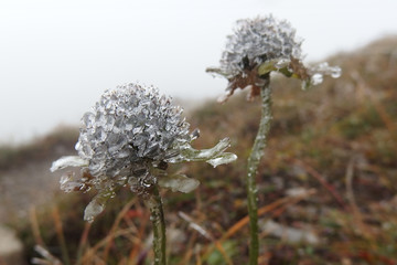Zamarznięte kwiaty klejnoty © Iwona