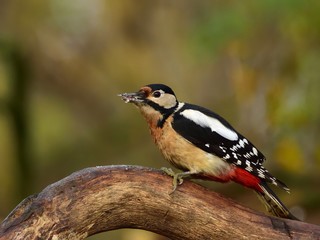 The great spotted woodpecker (Dendrocopos major) on a limb