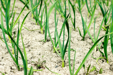 Garlic stems growing in the garden in May