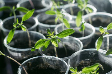 young tomatoes growing in plastic cups