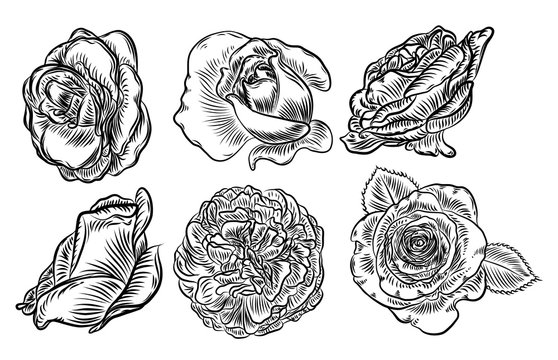 Rose hand drawing set, spring buds. Black rose with leaf and design elements Flowers collection. Vector.