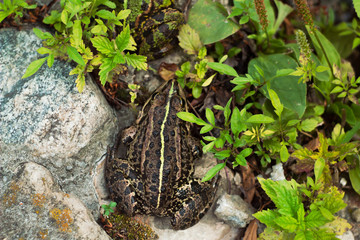 A marsh frog sitting on a stone