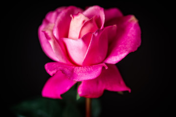Silk Pink Rose