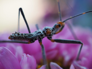 A close-up view of insects with long legs and mustaches, legs pinned on pink flowers.