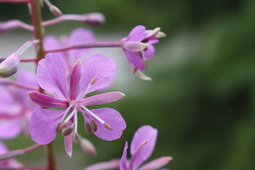 Fireweed