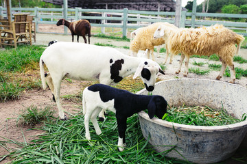 Obraz premium Black, white sheep and goat at the eco farm