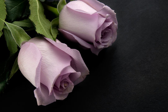 Purple Roses Images – Browse 414,258 Stock Photos, Vectors, and Video | Adobe Stock Purple Roses Images – Browse 414,258 Stock Photos, Vectors, and Video | Adobe Stock