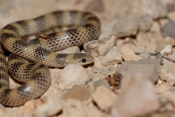 Sonora semiannulata