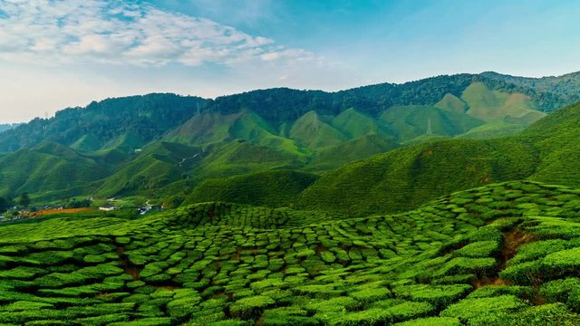 Fabulous clouds over tea plantation. 4k time-lapse 