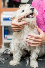 Dog West Highland White Terrier Grooming