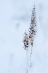 Frozen plant winter detail