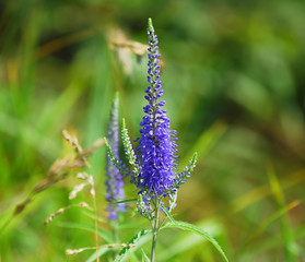Flowering Veronica longifolia or longleaf speedwell in the meadow