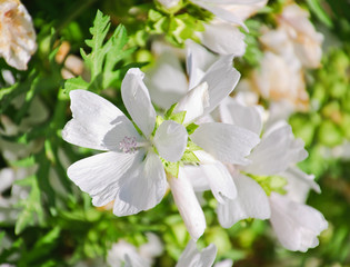 Obraz na płótnie Canvas The garden tree-mallow (Lavatera thuringiaca). White flowers
