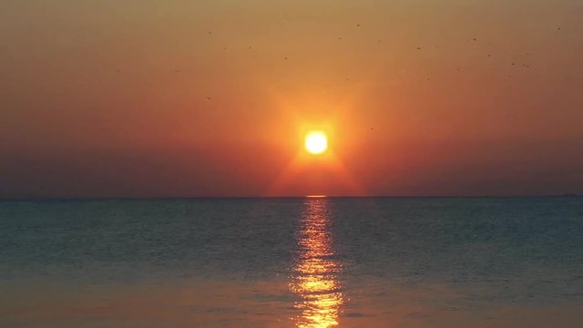 1920x1080 25 Fps. Very Nice ea Birds Life on the Sea at Sunset Timelapse Video.