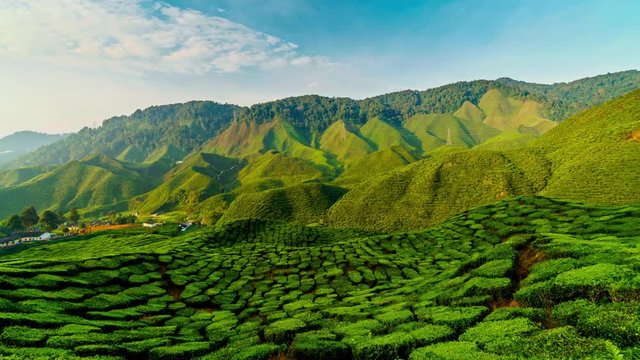 Fabulous clouds over tea plantation. 4k time-lapse 