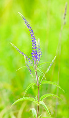Flowering Veronica longifolia or longleaf speedwell in the meadow