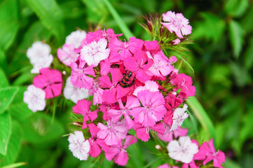 Pink and white flowers of Sweet William (Dianthus barbatus)