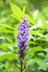 Fuch's Dactylorhiza, or Common Spotted Orchid (Dactylorhiza fuchsii), a purple form