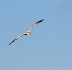 Brown Pelican in Flight