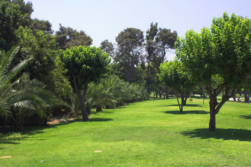 beautifull summer park