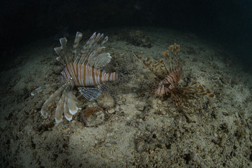 Naklejka na ściany i meble Pair of Beautiful Lionfish Swimming on Sea Bed of Maldives