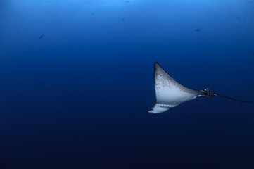 Beautiful Eagle Ray Swimming Elegantly in Open Waters of Maldives