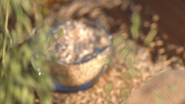 Growing oats and oatmeal flakes in nature.
Close-up. Focus in / focus out.
On the table is a saucer with oatmeal flakes and beside it are scattered grains of oats.