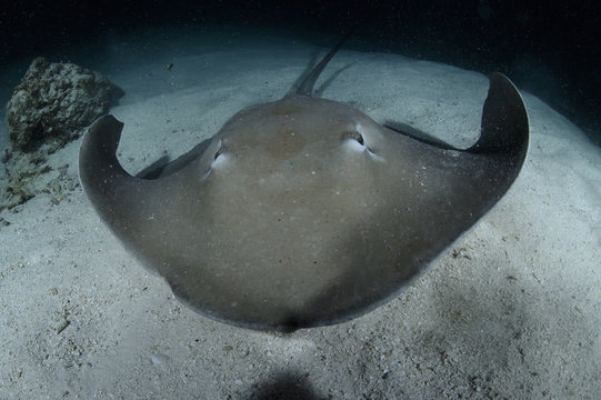 Sting Ray Swimming Towards You in Dark Waters during Night Dive in Maldives