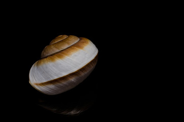 seashells shells sea on black background low key