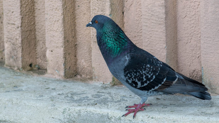 Homing Pigeon Bird