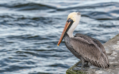 Pelican