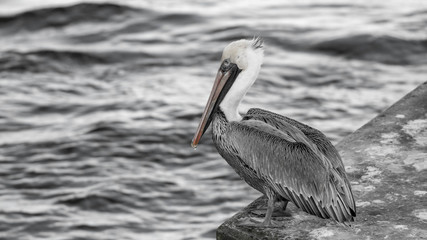 Pelican