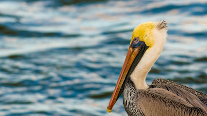 Pelican